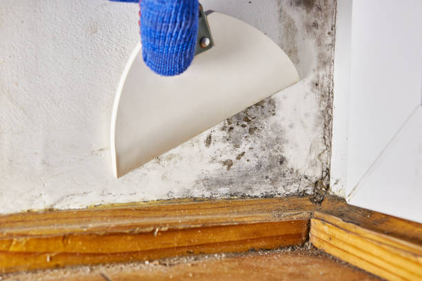 Best Mold-Related Health Consultation  in Pardeeville, WI