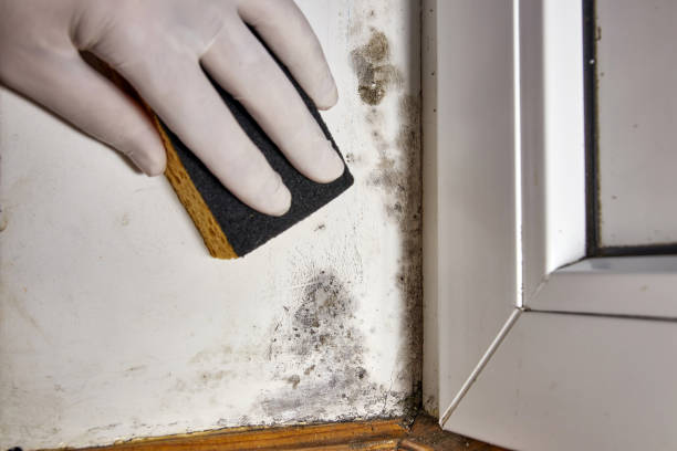  Pardeeville, WI Mold Removal Pros
